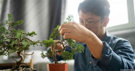 how to measure bonsai moisture